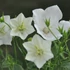Campanula carpatica 'White Uniform' – Kárpáti harangvirág