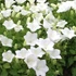 Campanula carpatica 'White Uniform' – Kárpáti harangvirág