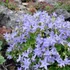 Campanula garganica - Garganói harangvirág (kék)