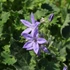 Campanula garganica - Garganói harangvirág (kék)