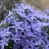 Campanula garganica - Garganói harangvirág (kék)