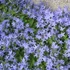 Campanula garganica - Garganói harangvirág (kék)