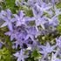 Campanula garganica 'Major' – Garganói harangvirág