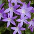 Campanula garganica 'Major' – Garganói harangvirág