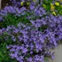 Campanula garganica 'Major' – Garganói harangvirág