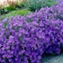 Campanula garganica 'Major' – Garganói harangvirág