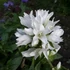 Campanula glomerata 'Alba' - Csomós harangvirág
