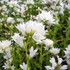 Campanula glomerata 'Alba' - Csomós harangvirág