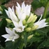Campanula glomerata 'Genti White' – Csomós harangvirág
