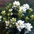 Campanula glomerata 'Genti White' – Csomós harangvirág