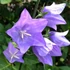 Campanula persicifolia 'Takion Blue' - Baracklevelű harangvirág