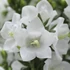 Campanula persicifolia 'Takion White' - Baracklevelű fehér harangvirág