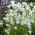 Campanula persicifolia 'Takion White' - Baracklevelű fehér harangvirág