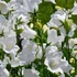 Campanula persicifolia 'Takion White' - Baracklevelű fehér harangvirág