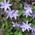 Campanula poscharskyana - Balkáni harangvirág