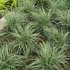 Carex comans 'Amazon Mist' – Sás