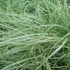 Carex comans 'Amazon Mist' – Sás