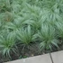 Carex comans 'Amazon Mist' – Sás