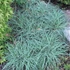 Carex flacca 'Blue Zinger' – Deres sás