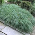 Carex flacca 'Blue Zinger' – Deres sás
