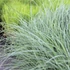 Carex flacca 'Blue Zinger' – Deres sás