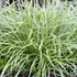 Carex morrowii 'Ice Dance' - Tarka sás