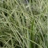 Carex morrowii 'Ice Dance' - Tarka sás