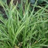 Carex morrowii 'Ice Dance' - Tarka sás