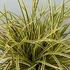 Carex morrowii 'Vanilla Ice' – Sás