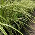 Carex morrowii 'Vanilla Ice' – Sás