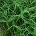Carex muskingumensis 'Little Midge' - Pálmalevelű sás