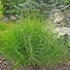 Carex muskingumensis 'Little Midge' - Pálmalevelű sás