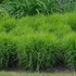 Carex muskingumensis 'Little Midge' - Pálmalevelű sás