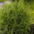 Carex muskingumensis 'Little Midge' - Pálmalevelű sás