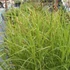 Carex muskingumensis - Pálmalevelű sás