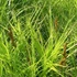 Carex muskingumensis - Pálmalevelű sás