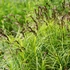Carex muskingumensis - Pálmalevelű sás