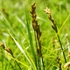 Carex muskingumensis - Pálmalevelű sás