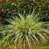 Carex oshimensis 'Evergold' - Sás