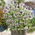 Centaurea montana 'Amethyst in Snow' – Hegyi imola