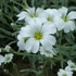 Cerastium tomentosum - Molyhos madárhúr