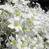 Cerastium tomentosum - Molyhos madárhúr