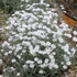 Cerastium tomentosum - Molyhos madárhúr