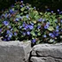 Ceratostigma plumbaginoides - Tarackoló kékgyökér