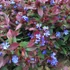 Ceratostigma plumbaginoides - Tarackoló kékgyökér