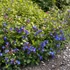 Ceratostigma plumbaginoides - Tarackoló kékgyökér
