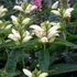 Chelone obliqua 'Alba' – Fehér gerlefej