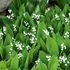 Convallaria majalis – Gyöngyvirág