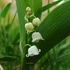 Convallaria majalis – Gyöngyvirág