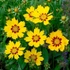 Coreopsis lanceolata 'Sternstaler' – Lándzsalevelű menyecskeszem